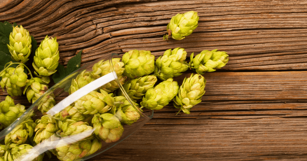 10 mitos e verdades sobre a cerveja 3 Lúpulo é um dos ingredientes da cerveja